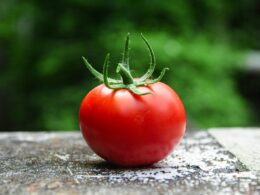 red tomato on gray concrete surface
